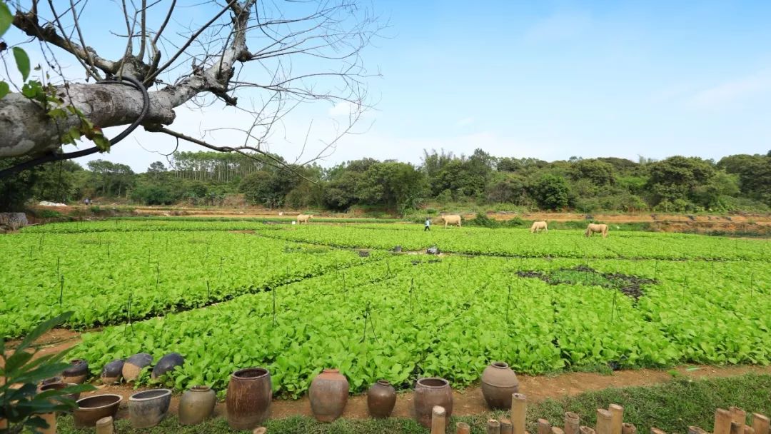 广东扶贫惠州市茶园村空心村变身振兴乡村示范区