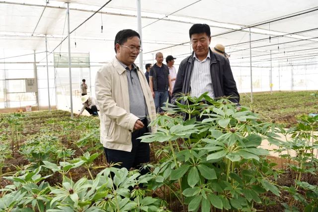 丽江市委书记崔茂虎做大做强中药材产业带动农户脱贫奔小康