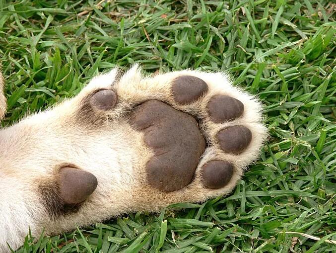 你能认出这三只爪子哪只是狮子的吗?测一测你对猫科动物有多熟悉