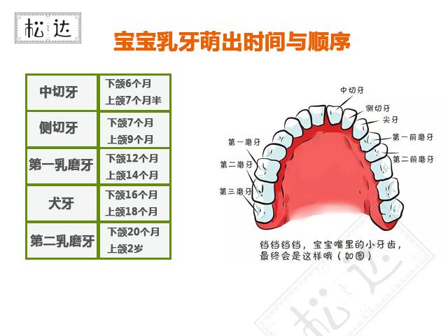 ⑥一颗乳牙能用多长时间? 一颗乳牙要用6到10年的时间.所以乳