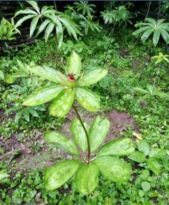 以达州特色药材及市场紧缺药材品种为重点,建立达州市中药材良种研究