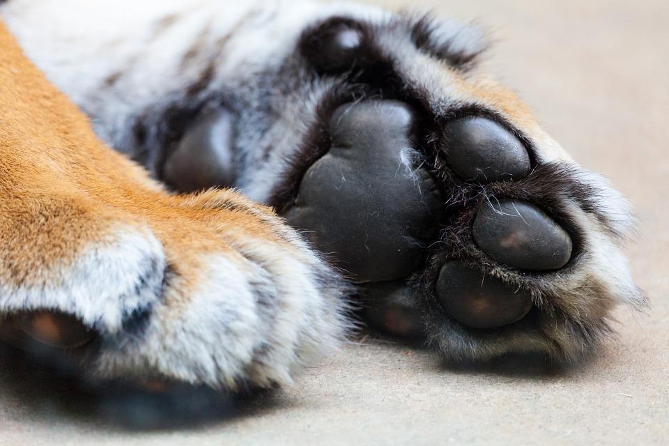 你能认出这三只爪子哪只是狮子的吗?测一测你对猫科动物有多熟悉