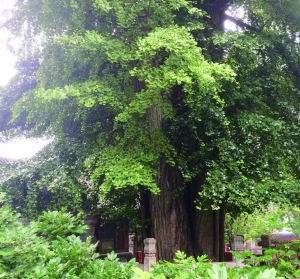 1cm树龄:600年在潭柘寺帝王树西侧,与帝王树相配,故称为"配王树.