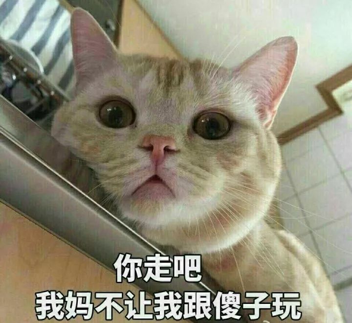 为什么很多人聊天都喜欢用猫咪表情包?(附最全猫咪表情包)