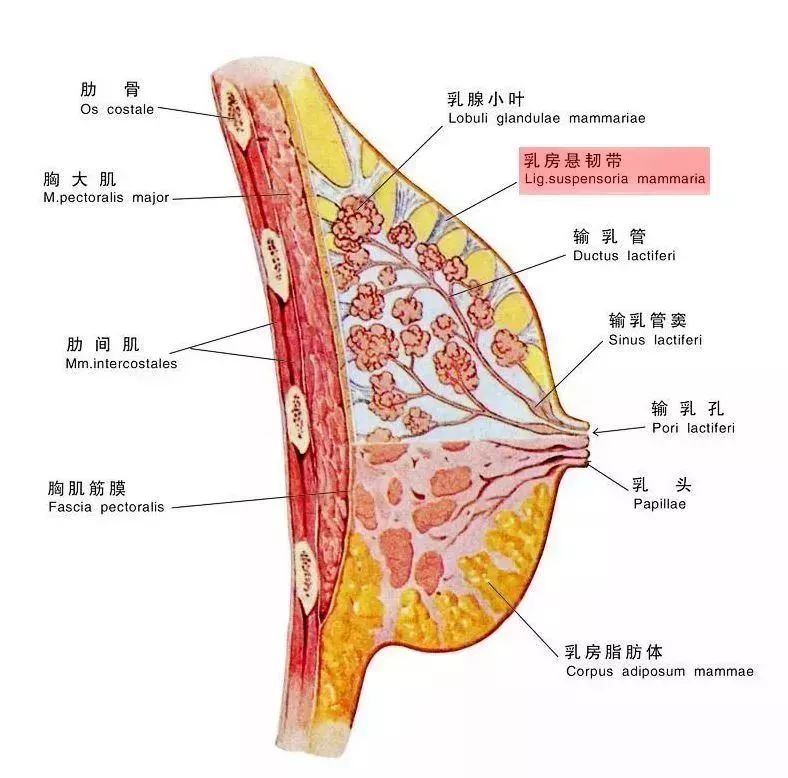 主要是由脂肪构成,再由 乳房悬韧带所支撑.