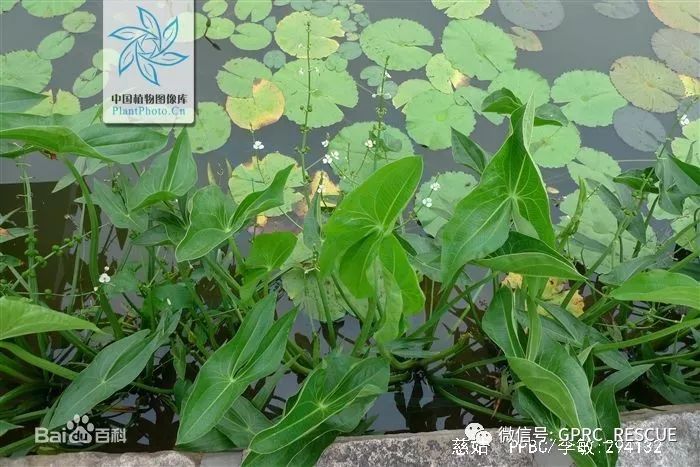 【户外知识】中国常见野菜及其食用-(89)茨菰(慈姑,燕尾草)