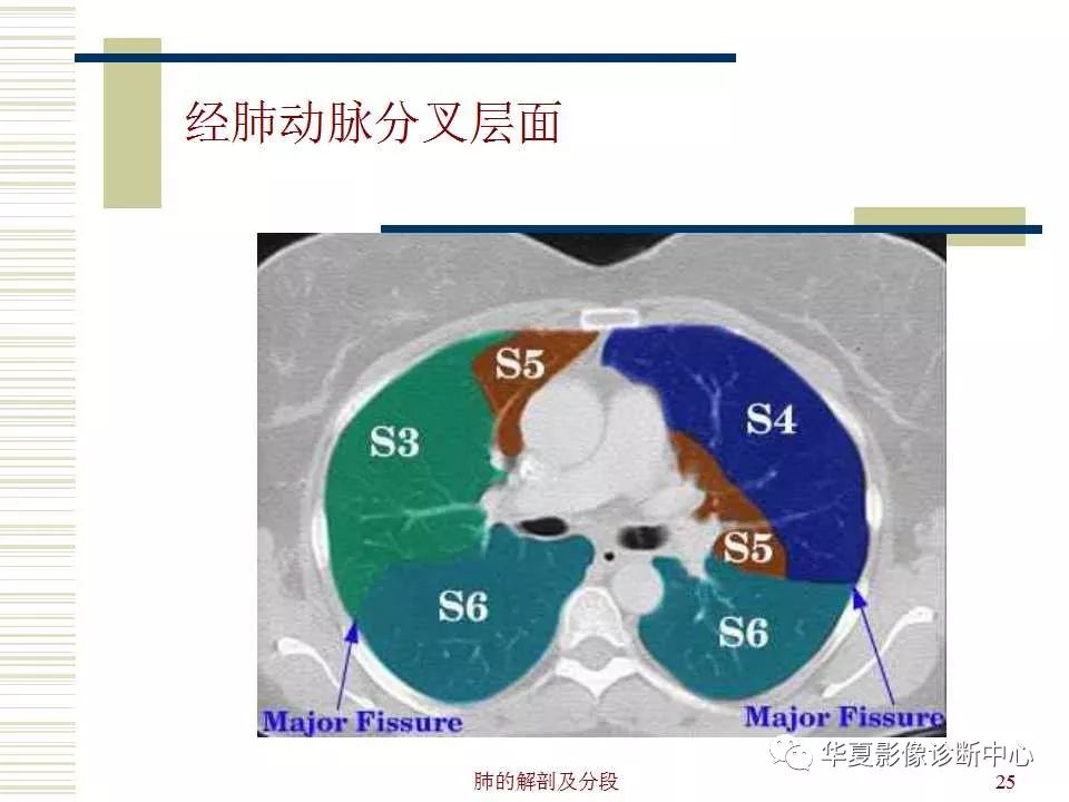肺部解剖与分段