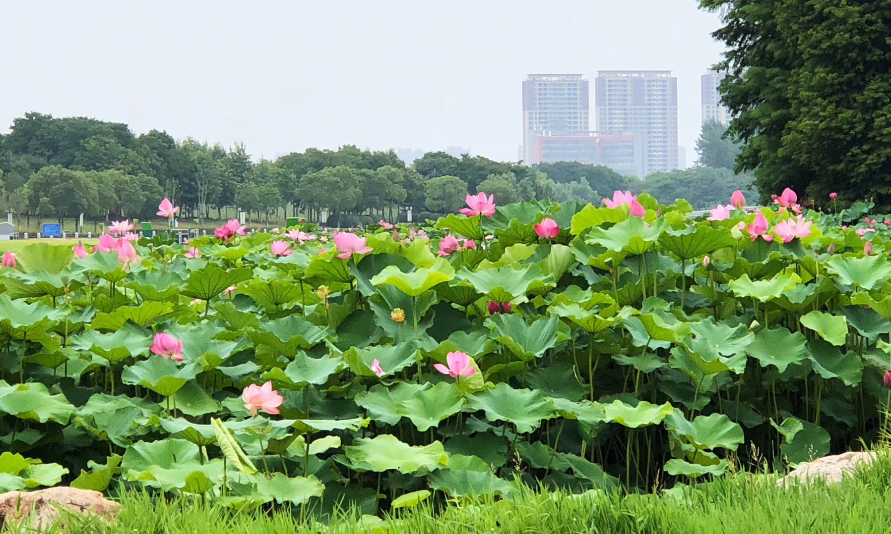 今夏,莲花湖"荷"你有约