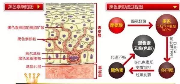 白癜风和黑色素之间有哪些不可说的秘密?