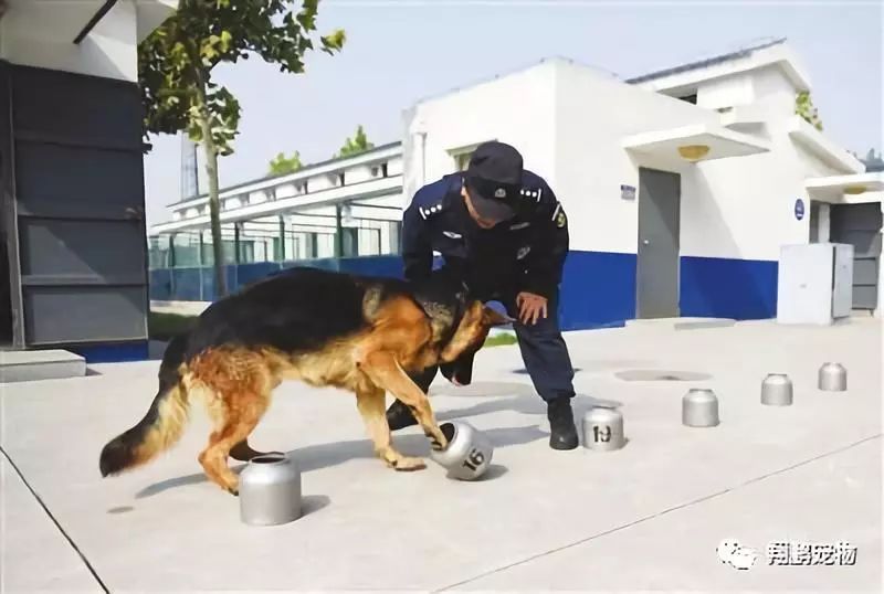 翔鹏训犬教程犬衔取的训练方法三