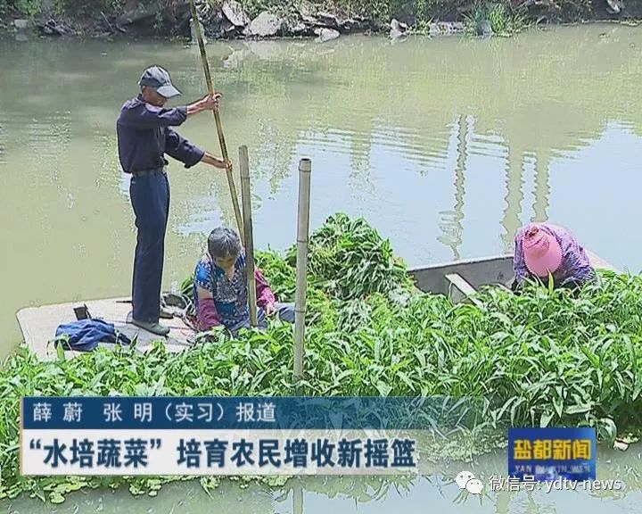 农业科技 “水培蔬菜”培育农民增收新摇篮(图1)