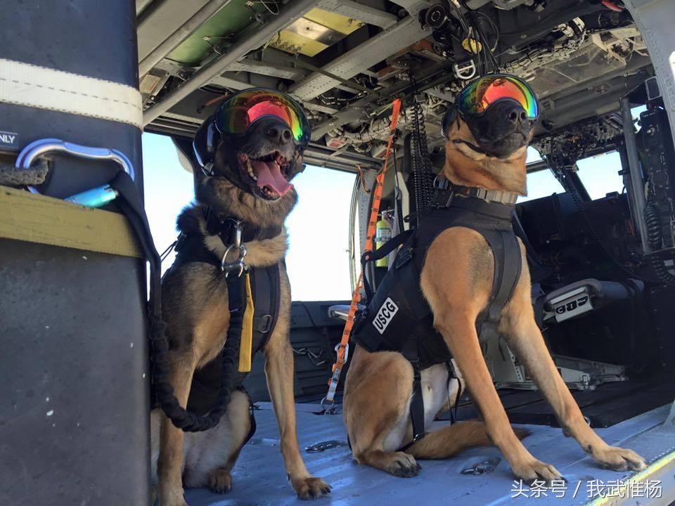 1/ 12 近日,来自美国海岸警卫队海上安全保障部队的三只特种警犬完成