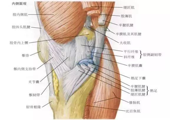 而膝关节内侧的动态稳定结构则包含了股内侧肌,内收肌以及由半腱肌
