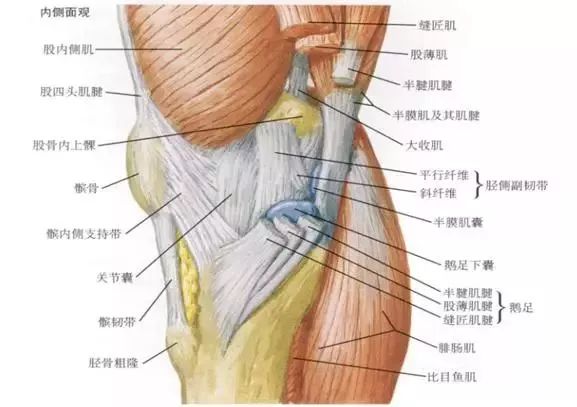 内收肌以及由半腱肌,股薄肌和缝匠肌组成的鹅足肌腱(亦可称为膝关节的