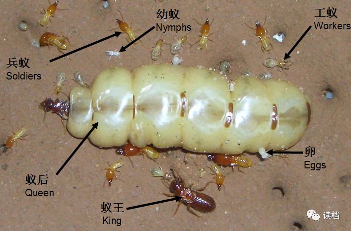 白蚁长期生活于所筑巢穴及蚁路的黑暗环境中,品级鲜明,高度分工,组织