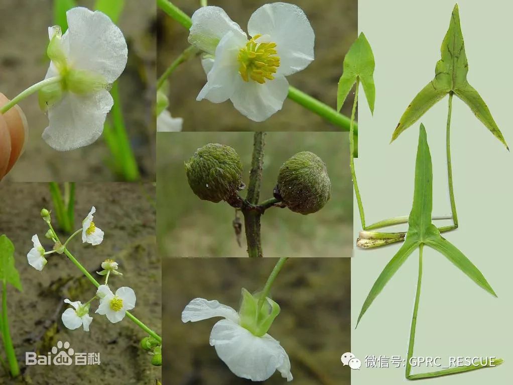 户外知识中国常见野菜及其食用89茨菰慈姑燕尾草