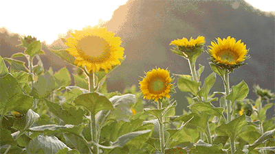 花开遍野!这个夏天,我与平山向日葵花的约定!