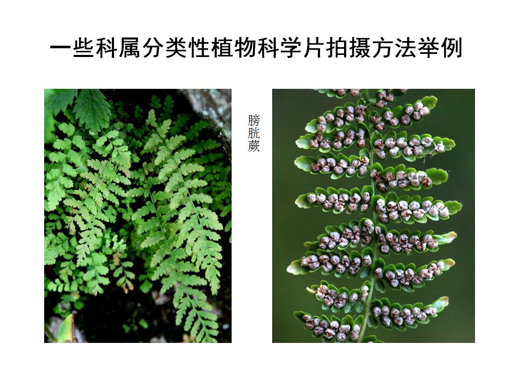 4  一些科属分类性植物科学片拍摄方法举例  5  检索表和墨线图给予