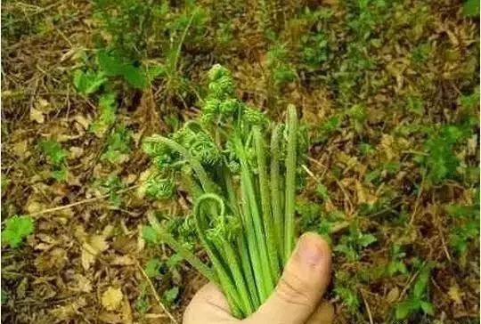 东北人爱吃的野菜,你爱吃哪一个?快收藏吧!