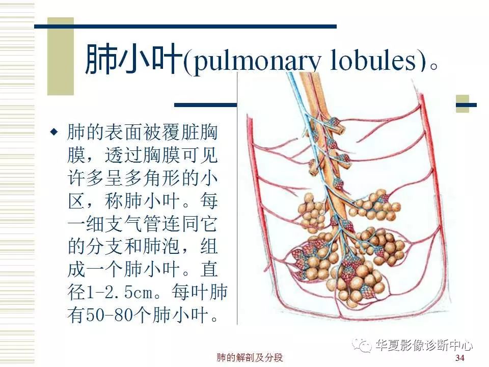 肺部解剖与分段