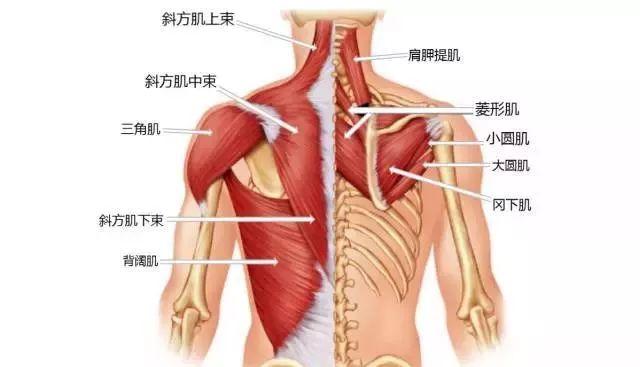 fittime即刻运动;侵删) 过紧的肌肉:胸大肌,胸小肌,背阔肌,肩胛提肌