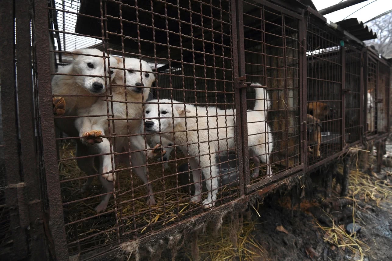 韩国法院判决通过杀狗获取狗肉违法