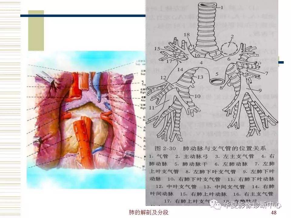 肺部解剖与分段