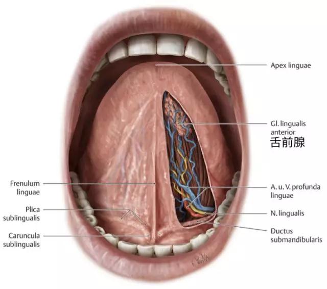 与其他小黏液腺相比,舌前腺大而深,腺泡呈团块状相连,无包膜,左右对称