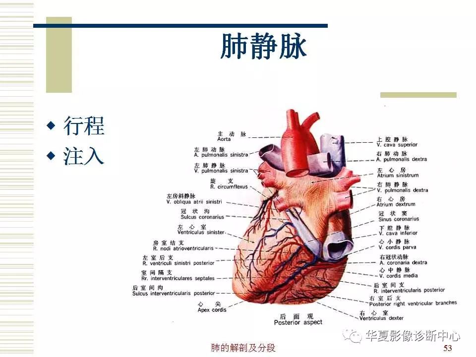 肺部解剖与分段
