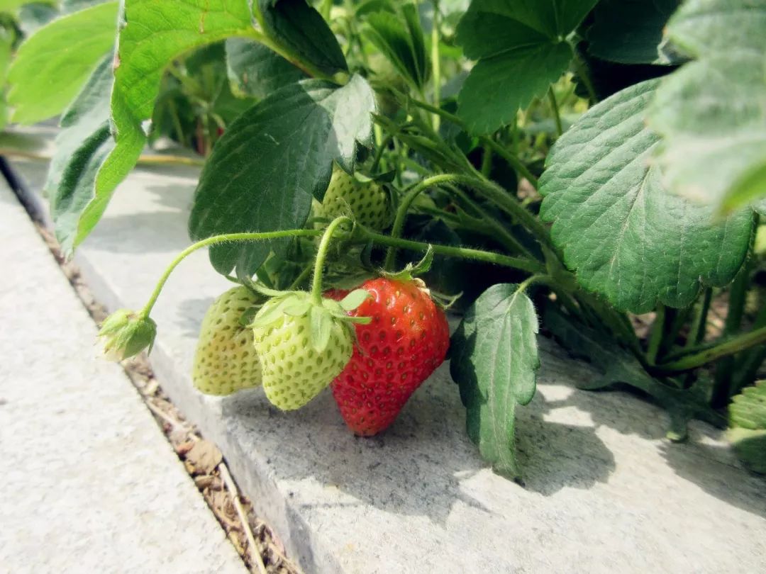 爱在自然丨草莓味的夏天