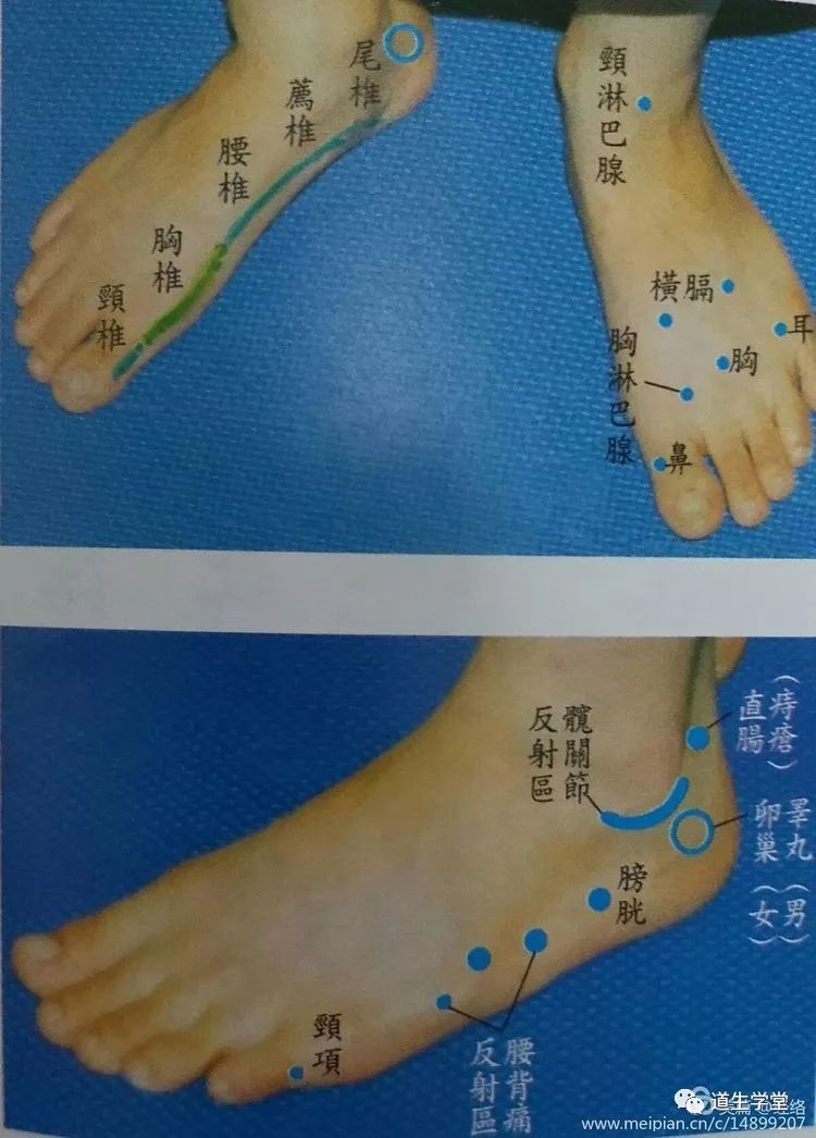 (2)外侧:上身淋巴反射点(1)内侧:下身淋巴反射点足踝部两侧有淋巴反射