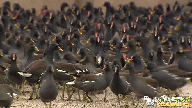 养殖黑水鸡一年赚来800万