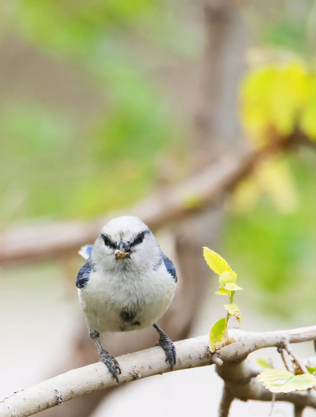 灰蓝山雀 (azure tit, parus cyanus