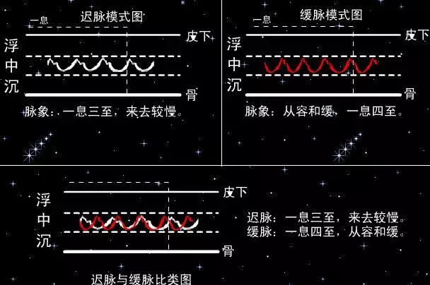 学中医把脉超实用工具脉诊动画以及脉歌