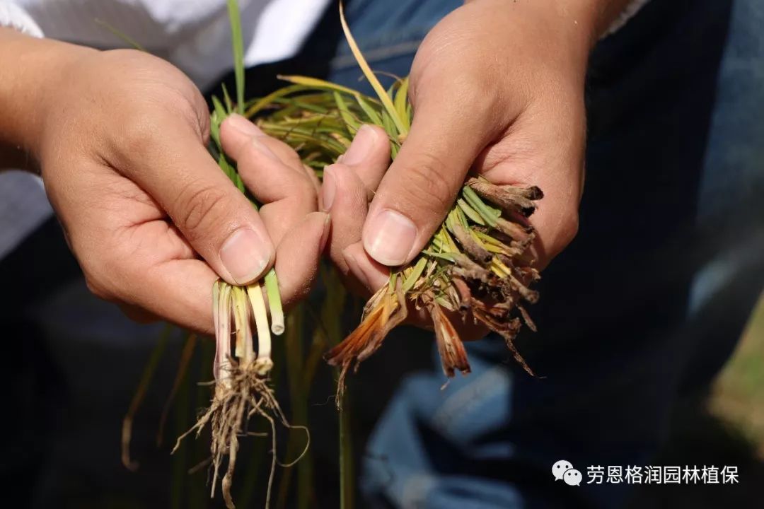 莎草科杂草的防除秘籍