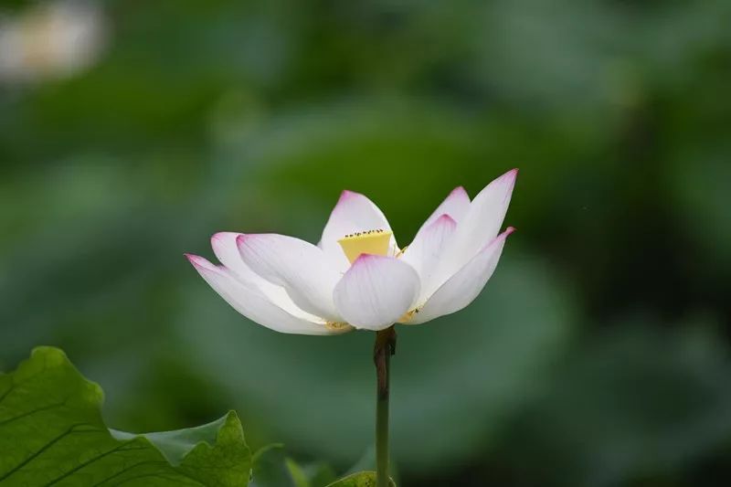 半夏时光,诗意正浓,生如夏花,心驰神往.为荷而来,荷你藕遇!