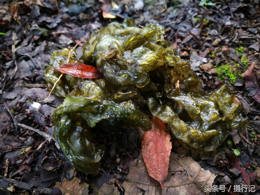 有的地方称其为地耳,地衣,地木耳,地皮菌,雷公菌,地软儿,地瓜皮等,是