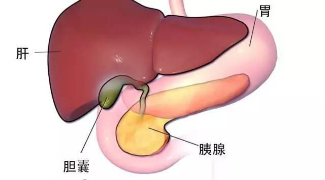 胆摘除的人口_胆摘除照片