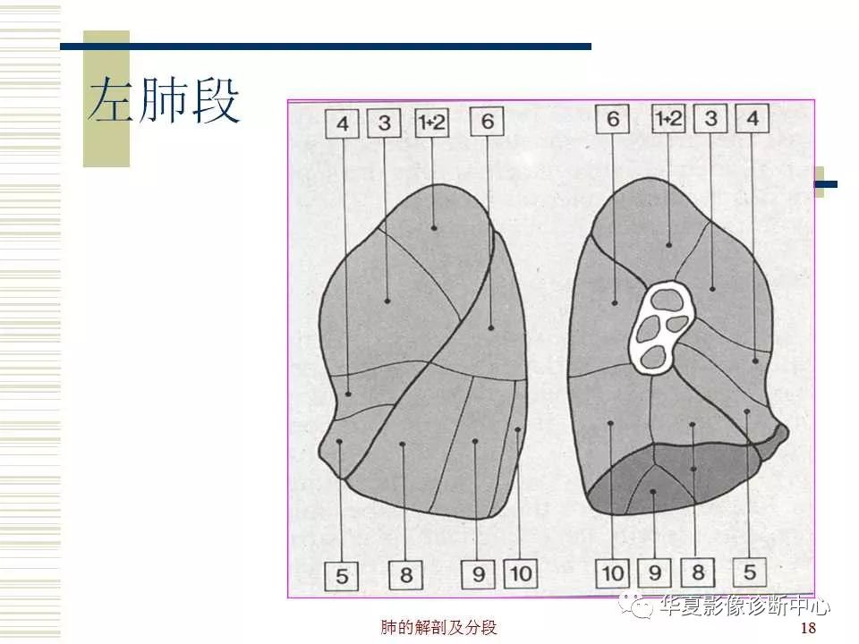 肺部解剖与分段