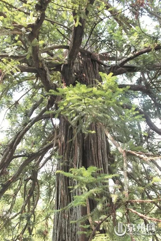 壮观!德化葛坑大正村藏着一株千年"杉树王",一睹风采