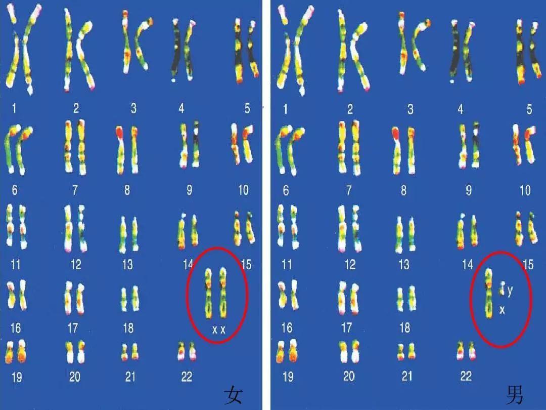 卵子只能贡献x染色体,精子可以贡献x,y两种染色体.