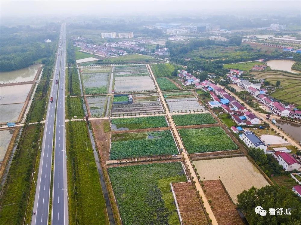 舒城的夏季有一个地方你不能不去荷花遍地美不胜收