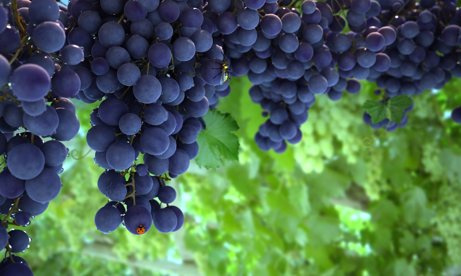 解惑丨转色期间的葡萄，都经历了些什么？