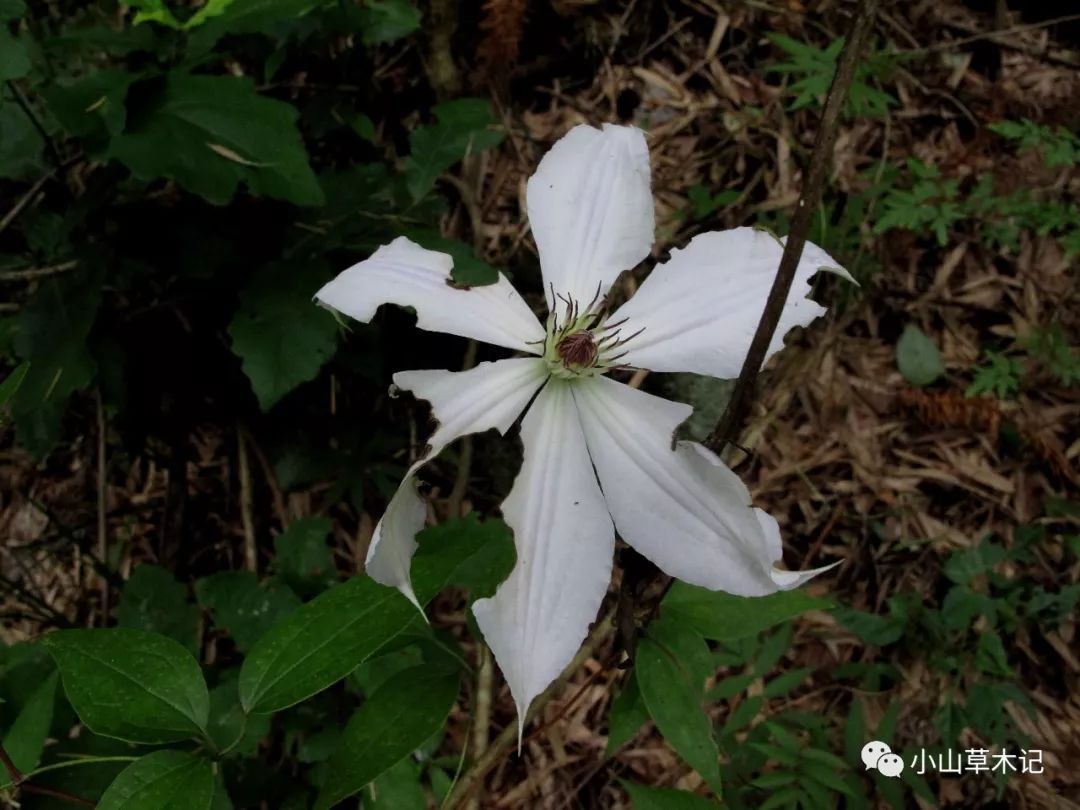 宁海双峰的毛叶铁线莲的花色几乎为白色,鲜嫩的萼片是植食性昆虫的