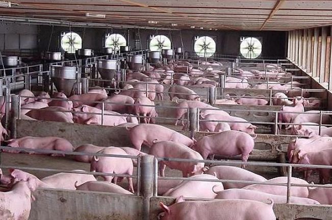 生猪产业体量巨大