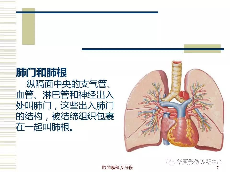 肺部解剖与分段