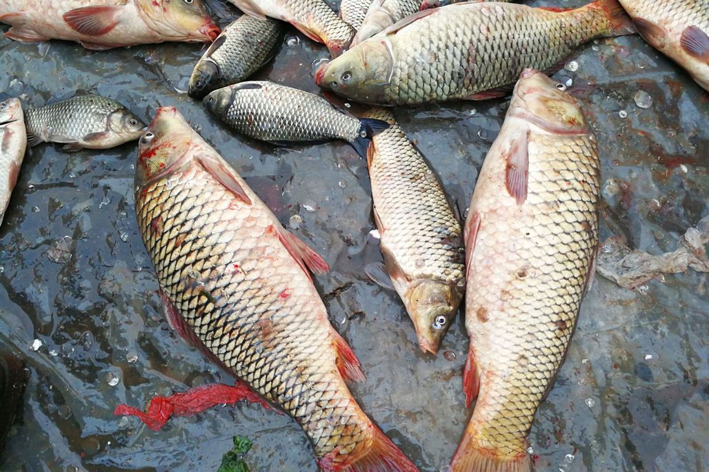 冬鲫夏鲤 在盛夏季节 吃点河鲜鲤鱼 也算是对海鲜休渔的一点支持