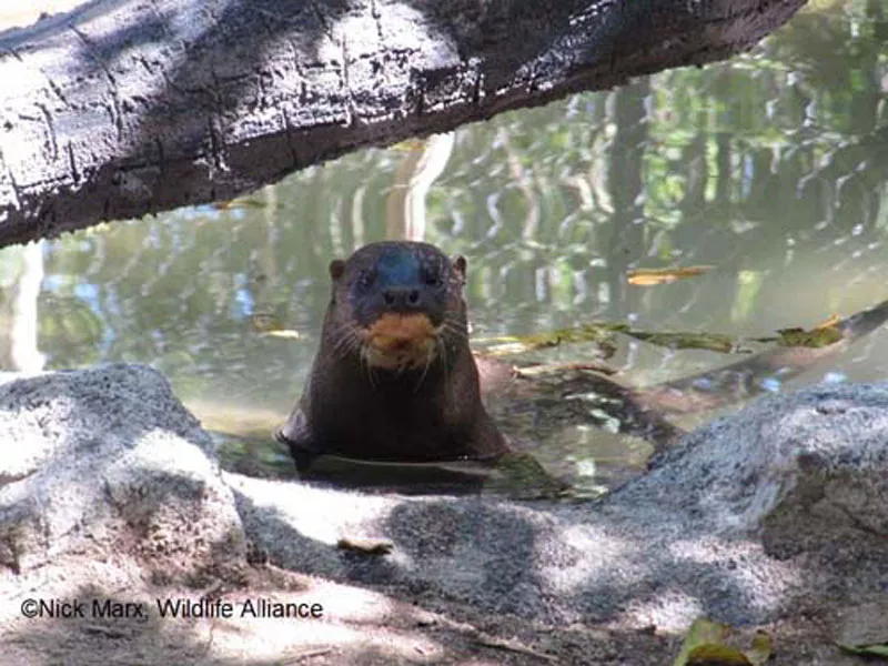 长尾獭 lontra longicaudis 水獭的英文名otter是由古英语otor派生