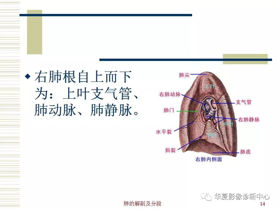 肺部解剖与分段