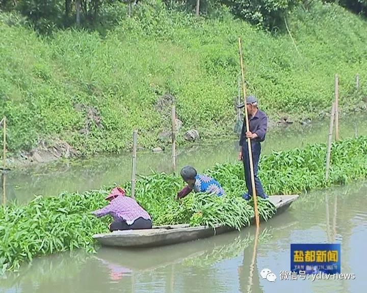 农业科技 “水培蔬菜”培育农民增收新摇篮(图4)